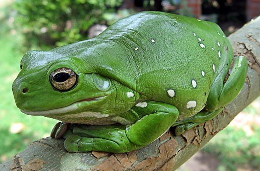 finger-coral-tree-frog-62889__340.jpg