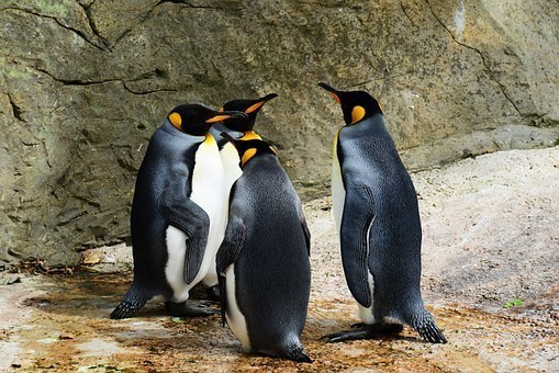 king-penguin-384252__340.jpg